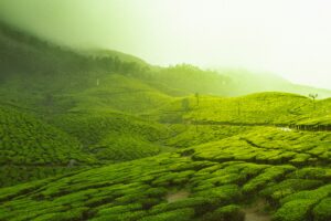 Munnar tour package